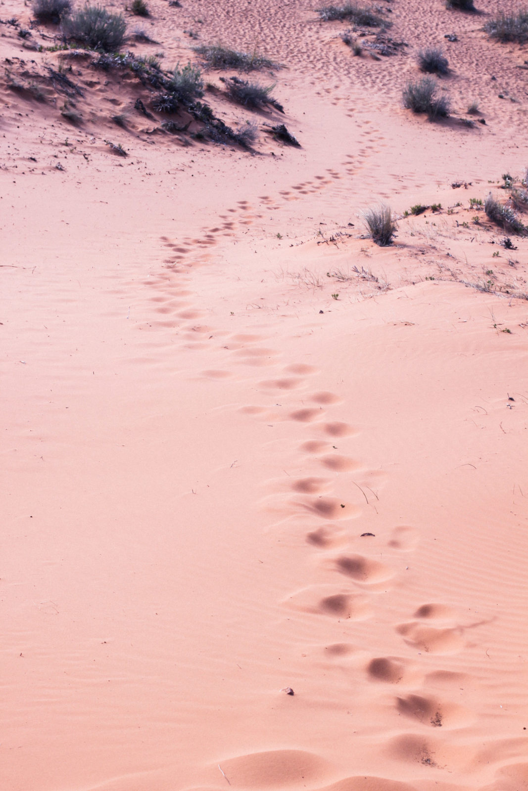 coral_pink_sand_dunes_kanab_utah_usa_roadtrip_trip_travel_donkeycool_route_backpack_red_boots-2